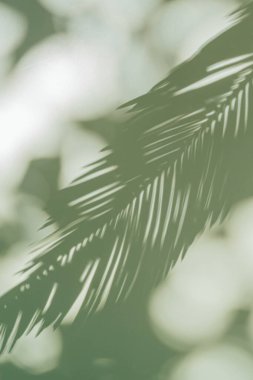 Gölgeli yeşil bir yüzey üzerinde palmiye yaprağı. Sunum için stil arkaplanı.