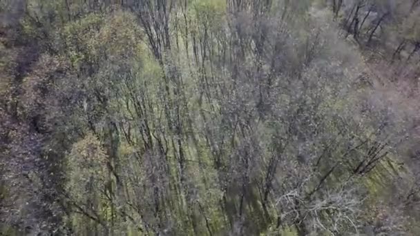 Estanque aéreo de otoño parque fluvial bosque reserva natural lago hoja por dron — Vídeo de stock