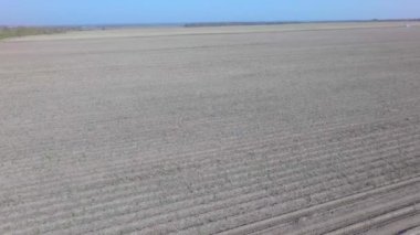 Hava patates hasat alan sonbahar dron tarafından