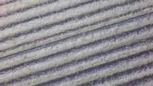 champ aérien de récolte de pommes de terre automne par drone 