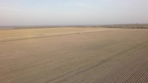 Aérea campo de colheita de batata outono por drone — Vídeo de Stock