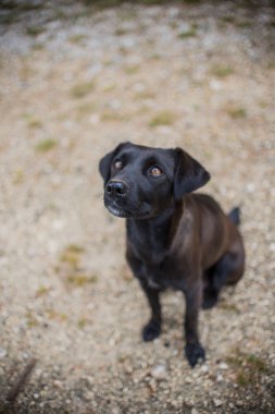 Bir yalvaran gözleri