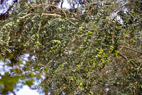 Beldibi, Kemer, Antalya Türkiye 'de zeytin ağacında bir sürü yeşil, lezzetli zeytin