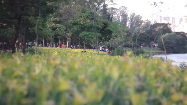 Ibirapuera Park at Sao Paulo city — Stock Video