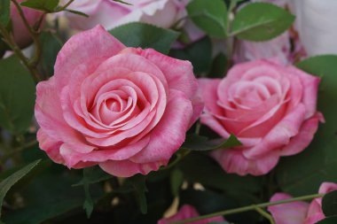 güzel iki pembe ve kırmızı çiçek arkaplan, aşk, sevgililer günü, dekor, nesne, dekorasyon, kopyalama alanı