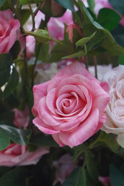 Üst manzara pembe ve kırmızı güller ve gül çiçekleri arka plan, aşk, sevgililer günü, dekor, nesne, dekorasyon, kopyalama alanı