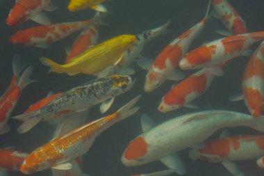 Siyah ve yeşil sularda yüzen renkli Koi balıkları. Kompozisyon yoğundur ve balıklar arka planda üst üste biner.