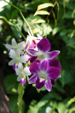 Yeşil yapraklar ve yeşil ağaç zemininde dalda iki büyük pembe, mor ve beyaz orkide, bulanık doğa, dekor, dekorasyon, din, Buda, moda, kopyalama alanı