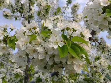 Bahar, Nisan ayının çiçek açan ağacı beyaz çiçek bahçesi olabilir.
