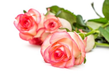 Beyaz arka planda bir demet güzel gül. 