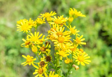 Çayırdaki sarı kır çiçekleri. Kapat..