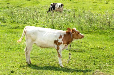 Güneşli bir günde çayırda küçük bir goril..
