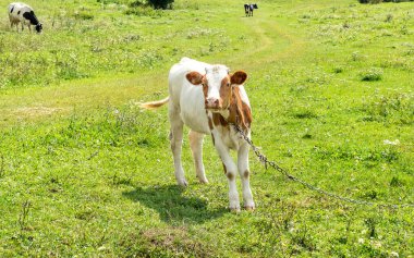 Güneşli bir günde çayırda küçük bir goril..