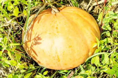 Tarlada olgun bir balkabağı. 