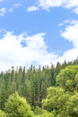 Mavi gökyüzüne karşı çam ormanı.