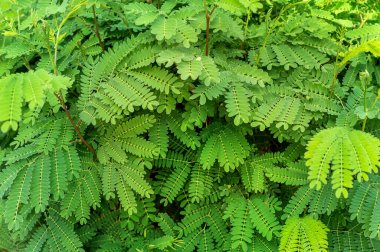Yeşil çalı. Kapatın. Doğal arkaplan.