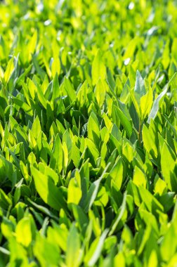 Yeşil yapraklar doğal yaz arkaplanı olarak çalılarda.