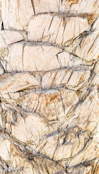 Textura Casca Palma Fechar — Fotografia de Stock