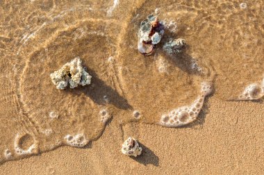 Deniz kıyısında mercan parçaları olan deniz kabukları. Kapatın. Tatil ve tatil konsepti. Üst görünüm.