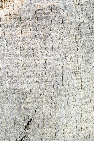 棕榈树皮的质地 — 图库照片