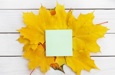 Parlak sonbahar yapraklarının üzerindeki boş çıkartma. Üst görünüm.