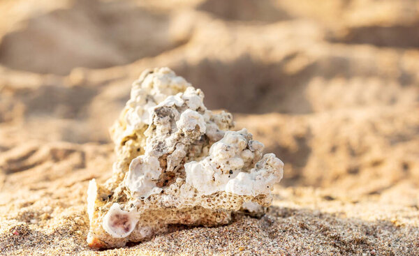 Seashell on sand at sunny day.