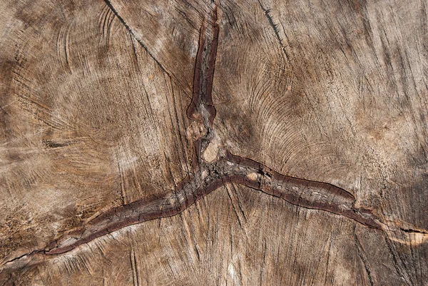 Textura de madera natural del tronco del árbol cortado —  Fotos de Stock