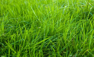 Yeşil çim doğal arka plan olarak