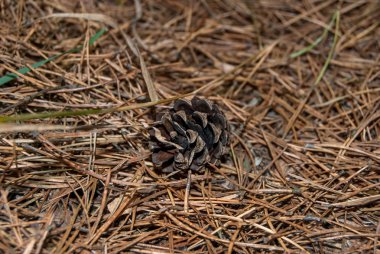 Çam kozalağı üzerinde kuru Çam iğneleri