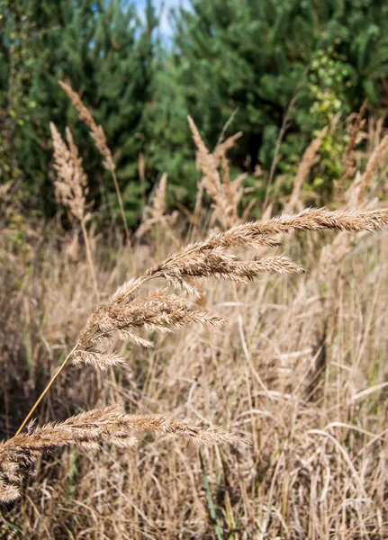 Forest yakınındaki yüksek kuru ot — Stok fotoğraf