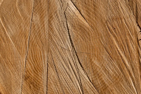 Wood texture of cut tree trunk, close-up — Stock Photo, Image