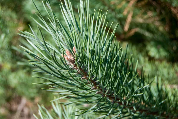 Zweig eines immergrünen Baumes — Stockfoto