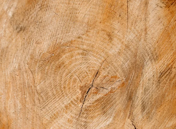 Holzstruktur des geschnittenen Baumstammes, Nahaufnahme — Stockfoto