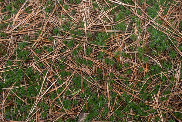 Aiguilles de pin sec et de l'herbe comme fond — Photo