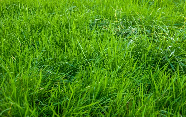 Yeşil çim doğal arka plan olarak