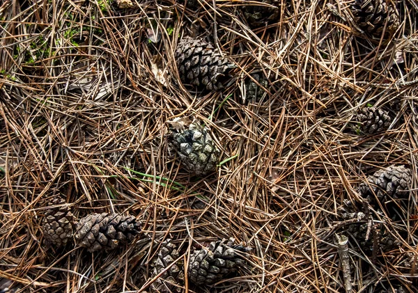 Cones em agulhas de pinheiro seco — Fotografia de Stock