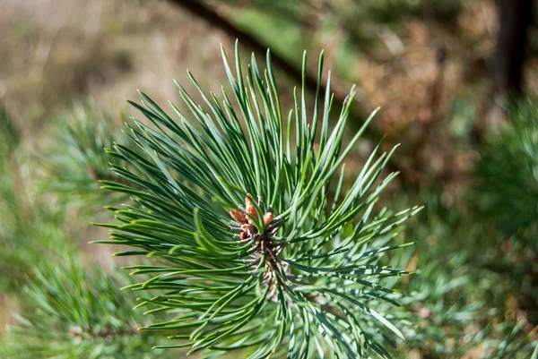 Tak van een groenblijvende boom — Stockfoto