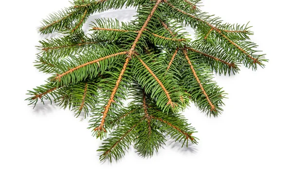 Evergreen tree branch isolated on white — Stock Photo, Image