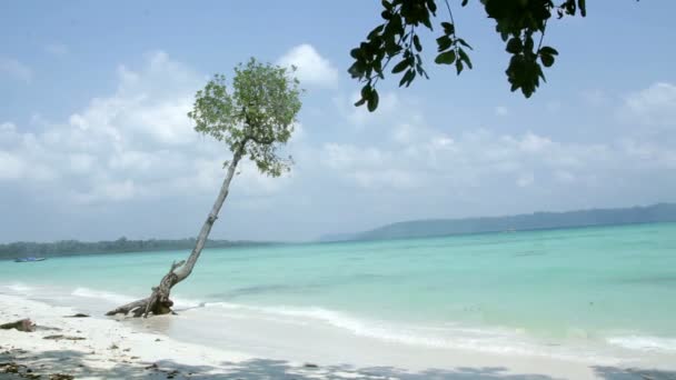 Playa tropical con manglar y cielo azul — Vídeo de stock