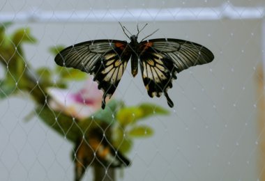 Kelebek ızgara üzerine oturur