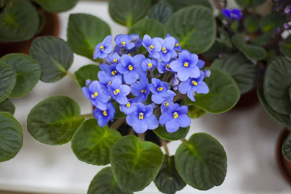 Azul violeta bonita — Fotografia de Stock