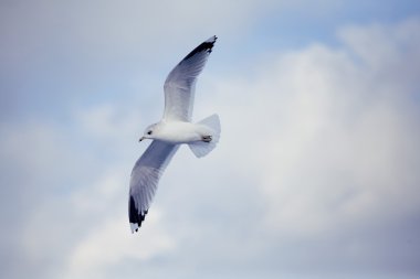 Martı gökyüzünde uçuyor.