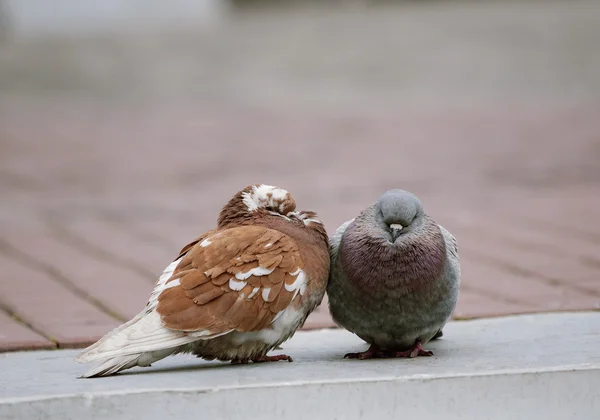 Love and pigeons — Stock Photo, Image