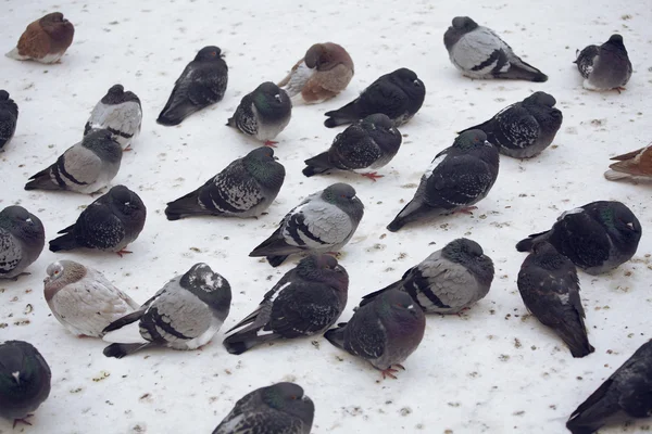 Pigeons sit on the snow — Stock Photo, Image