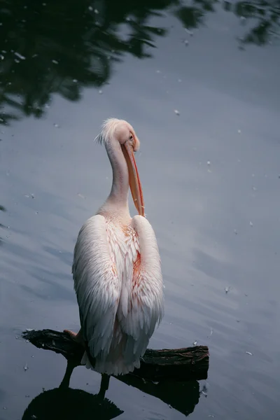 Hermoso pelícano sentado en un tronco — Foto de Stock