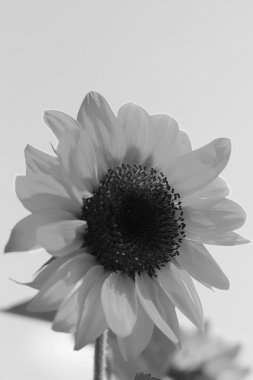 Gökyüzüne karşı ayçiçeği