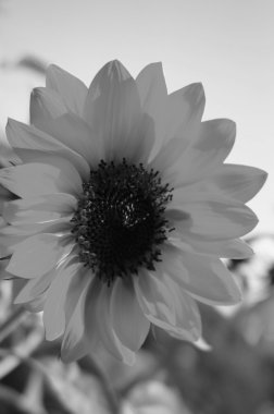 Ayçiçeği gökyüzü üzerinde