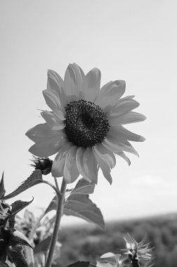 Ayçiçeği gökyüzü üzerinde