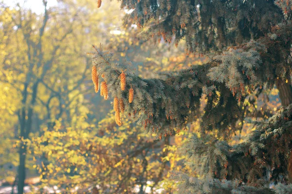 Cones em uma árvore — Fotografia de Stock