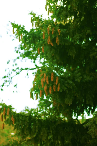 Cones em uma árvore — Fotografia de Stock